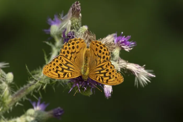 Framed Print : Silver washed fritillary butterfly (Argynnis paphia) adult insect feeding on purple Thistle flower in summer