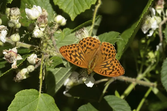 Framed Print : Silver-washed fritillary butterfly (Argynnis paphia) adult insect feeding on bramble flowers in summer