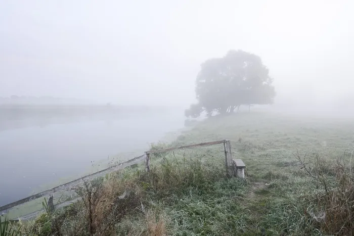 Framed Print : Silver willow (Salix alba) by the river Lippe in the morning mist