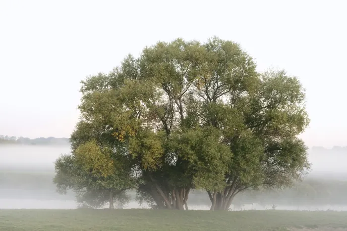 Framed Print : Silver willows (Salix alba) on the river Lippe in the morning mist Framed Print : Silver willows (Salix alba) on the river Lippe in the morning mist