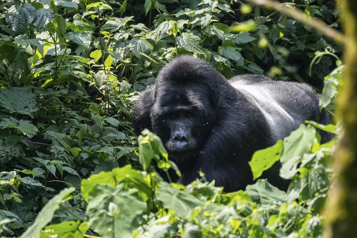 Framed Print : Silverback, mountain gorilla (Gorilla berengei berengei) Framed Print : Silverback, mountain gorilla (Gorilla berengei berengei)