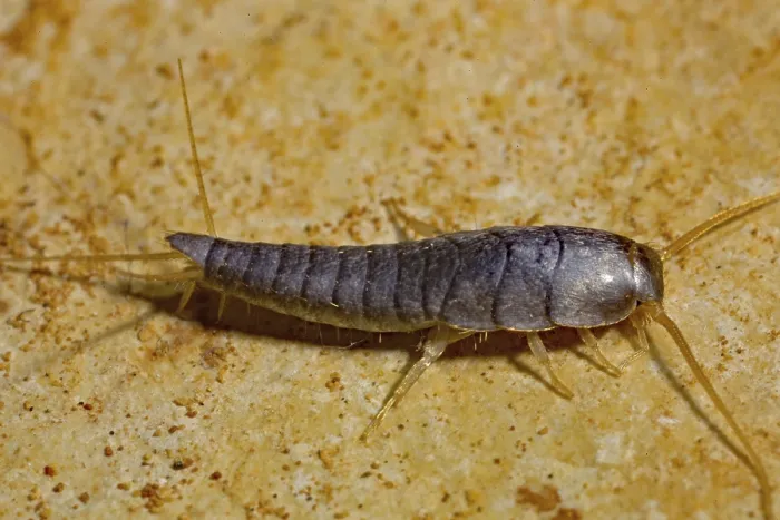 Framed Print : Silverfish (Lepisma saccharina)