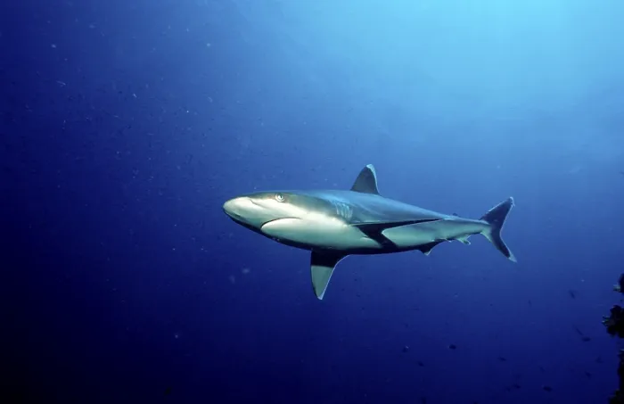Framed Print : Silvertip Shark (Carcharhinus albimarginatus) Framed Print : Silvertip Shark (Carcharhinus albimarginatus)