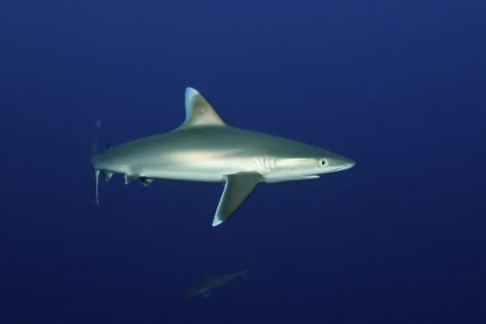 Framed Print : Silvertip shark, Carcharhinus albimarginatus Framed Print : Silvertip shark, Carcharhinus albimarginatus