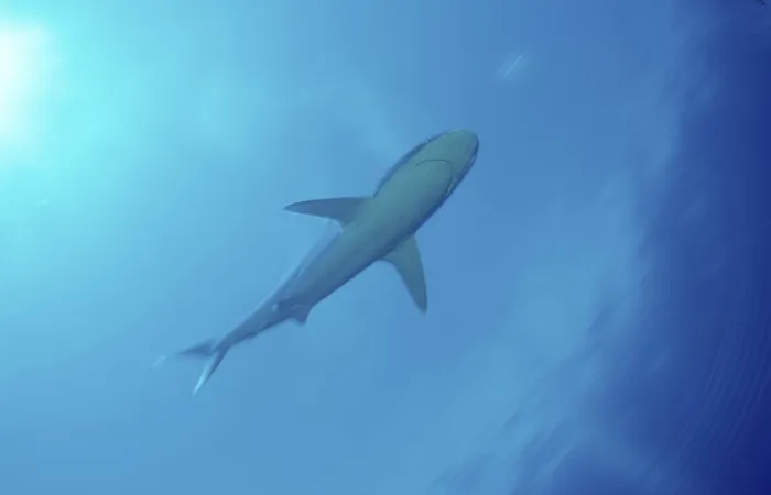 Framed Print : Silvertip Shark (Carcharhinus albimarginatus) Framed Print : Silvertip Shark (Carcharhinus albimarginatus)