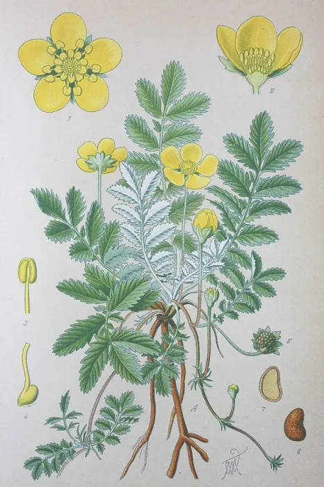 Framed Print : Silverweed (Potentilla anserina)