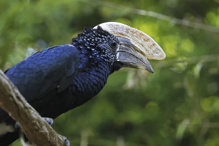 Framed Print : Silvery-cheeked Hornbill (bycanistes brevis)