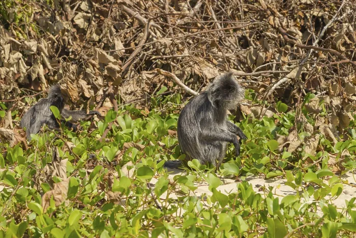 Framed Print : Silvery lutung or silvered leaf langur monkey (Trachypithecus cristatus) Framed Print : Silvery lutung or silvered leaf langur monkey (Trachypithecus cristatus)
