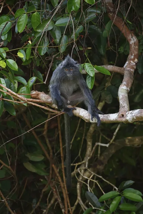 Framed Print : Silvery lutung (Trachypithecus cristatus) Framed Print : Silvery lutung (Trachypithecus cristatus)