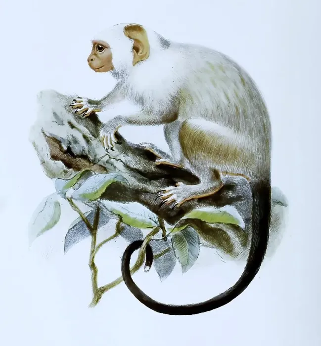 Framed Print : Silvery marmoset (Callithrix argentata) or silver marmoset