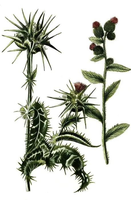 Framed Print : Silybum marianum, milk thistle and Carduus pratensis