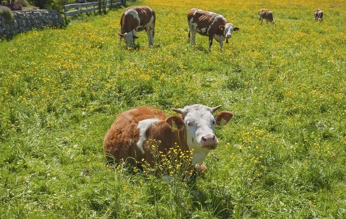 Framed Print : Simmental cattle on pasture, spring meadow with yellow buttercups Framed Print : Simmental cattle on pasture, spring meadow with yellow buttercups