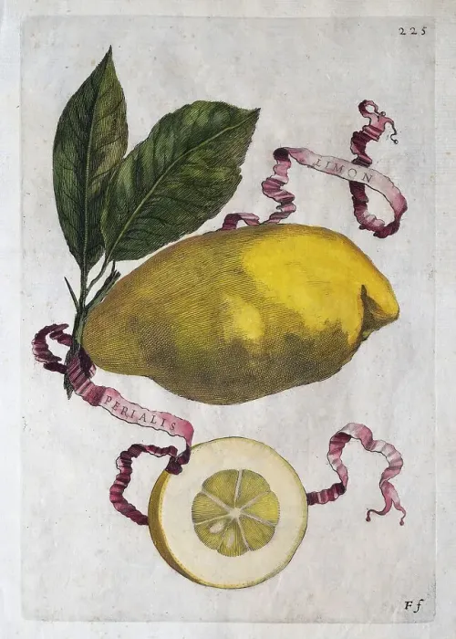 Framed Print : Simon Imperiales, citrus fruit Framed Print : Simon Imperiales, citrus fruit