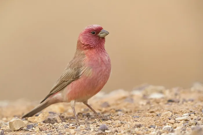 Framed Print : Sinai bullfinch, (Carpodacus synoicus)