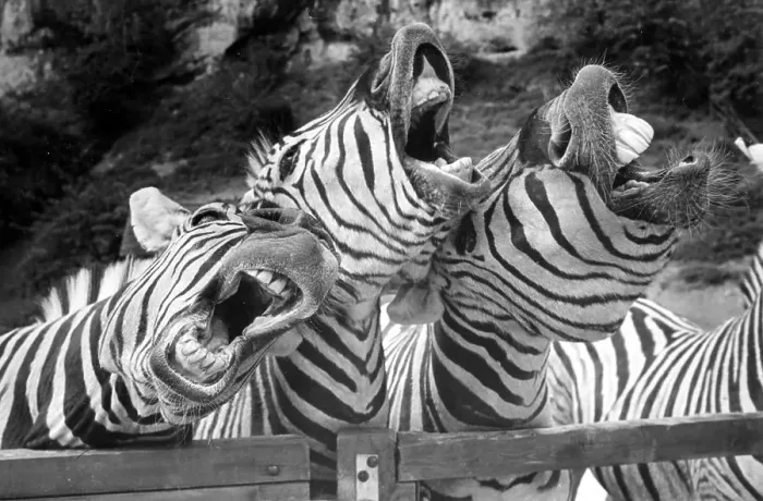 Framed Print : Singing zebras, ca. 1970s, exact place unknown