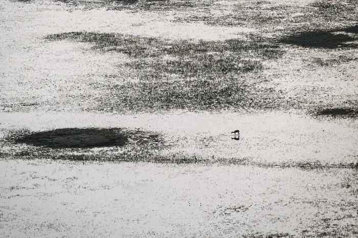 Framed Print : Single animal standing in water
