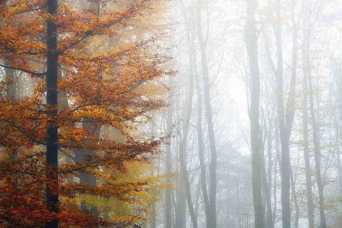 Framed Print : Single beech (Fagus sylvatica) with colourful autumn leaves