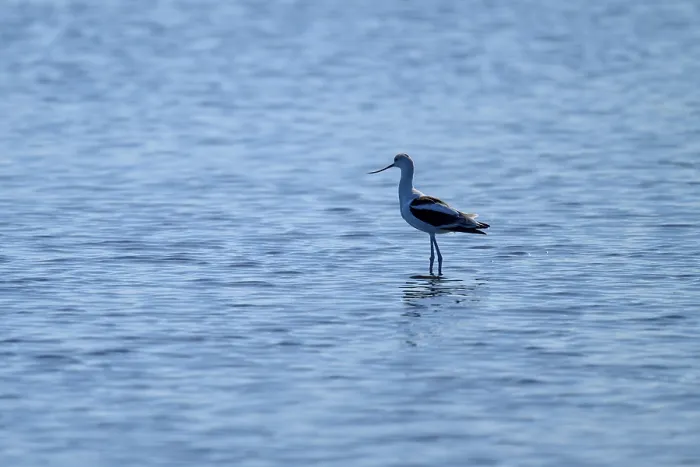 Framed Print : A single bird stands quietly in the blue water Framed Print : A single bird stands quietly in the blue water