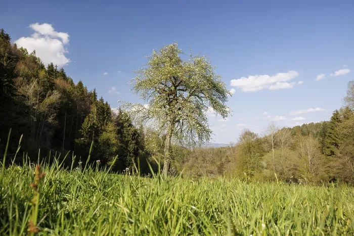 Framed Print : A single blooming tree stands on a green meadow in front of a wooded hill under a blue sky