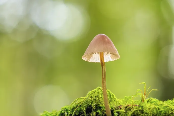 Framed Print : A single Brown Bonnet mushroom growing on moss in a lush green environment Framed Print : A single Brown Bonnet mushroom growing on moss in a lush green environment