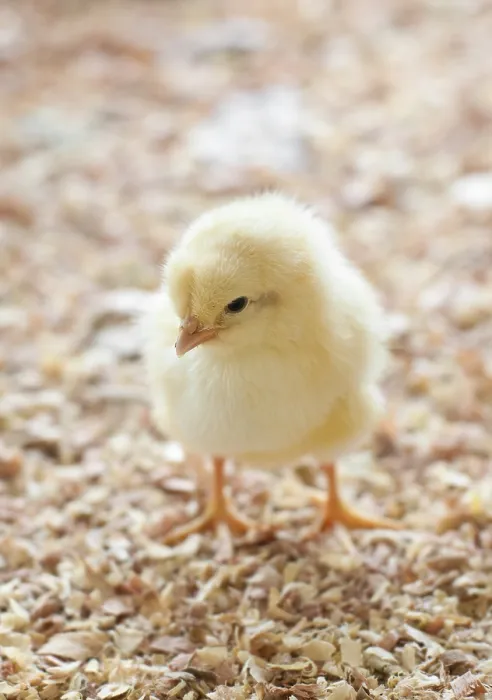 Framed Print : A single chick standing in barnyard Framed Print : A single chick standing in barnyard