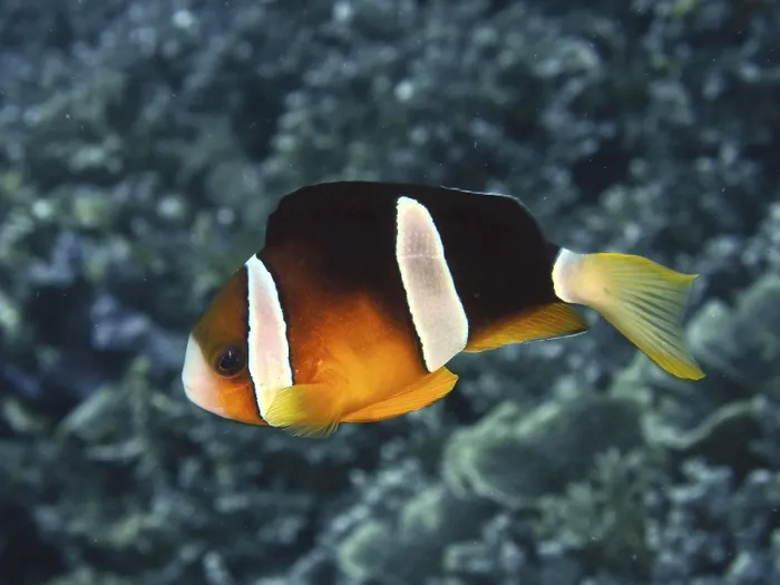 Framed Print : A single clownfish, Clark's anemonefish (Amphiprion clarkii)
