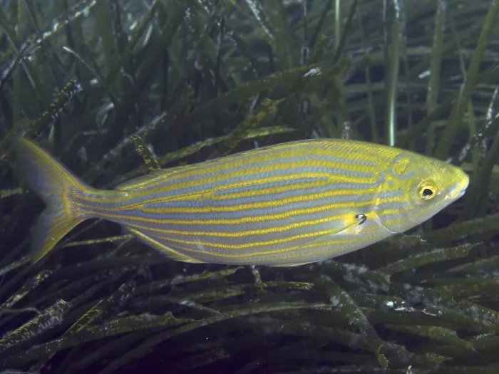 Framed Print : A single, colorful fish with yellow-blue stripes