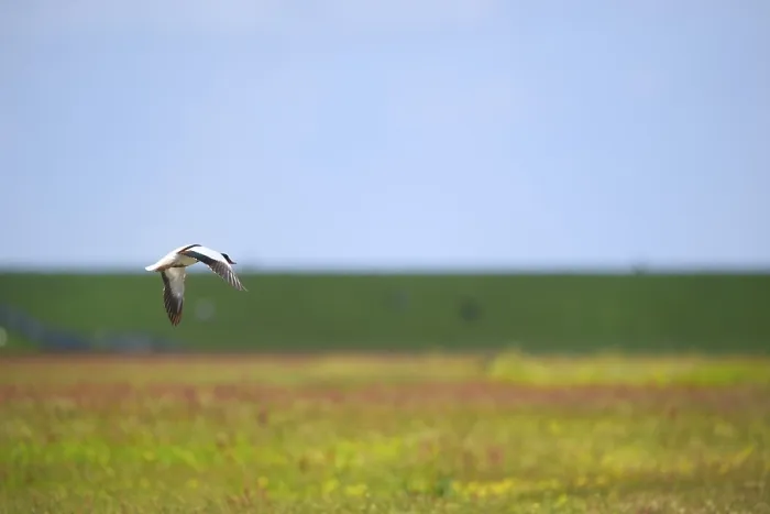 Framed Print : Single common shelduck flying in the blue sky Framed Print : Single common shelduck flying in the blue sky