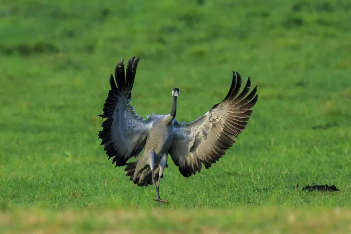 Framed Print : A single crane shortly in front of landing with fully spread wings Framed Print : A single crane shortly in front of landing with fully spread wings