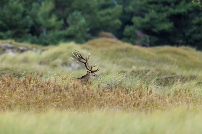 Framed Print : A single deer with impressive antlers in tall grass against a forest background