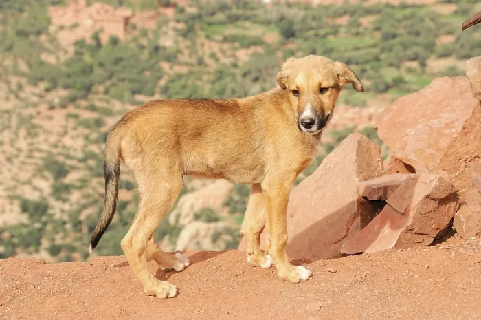 Framed Print : A single dog stands on a rocky hill with a wide landscape in the background