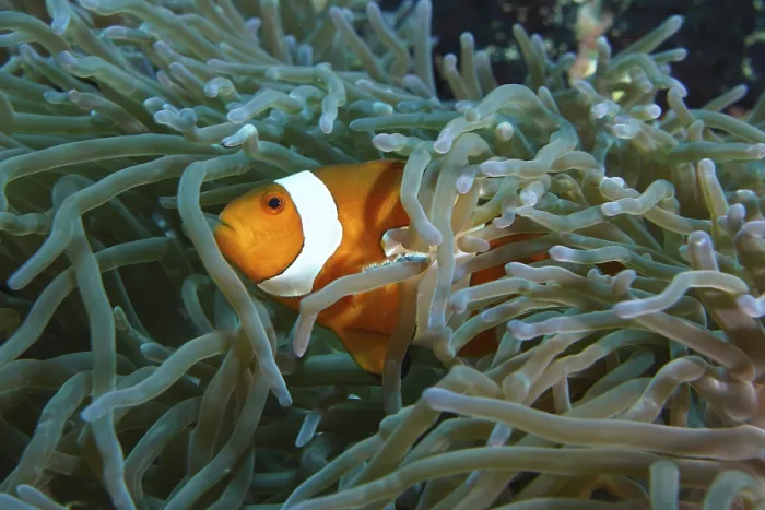 Framed Print : A single false clownfish (Amphiprion ocellaris) hides between the tentacles of a sea anemone