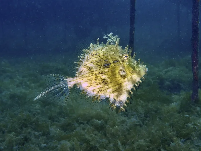 Framed Print : A single filefish, jewellery filefish (Chaetodermis penicilligerus)