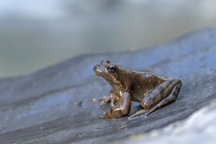 Framed Print : A single frog sits quietly on a rock