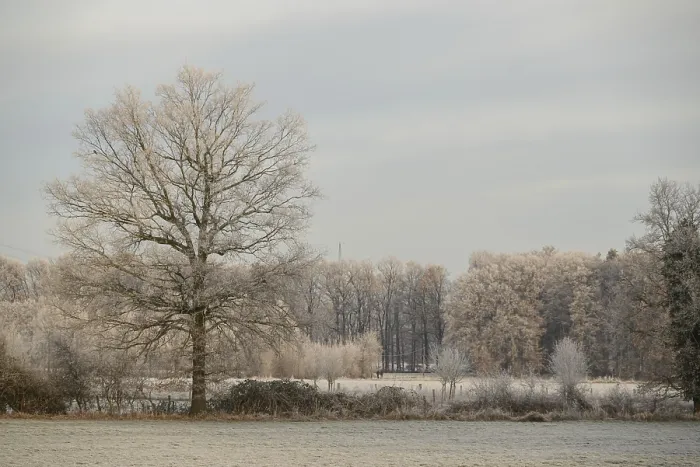 Framed Print : A single frosty tree in focus with frost-covered meadows and a forest in the background
