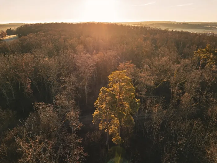 Framed Print : Single glowing tree in the sunset in the middle of a forest seen from the air Framed Print : Single glowing tree in the sunset in the middle of a forest seen from the air