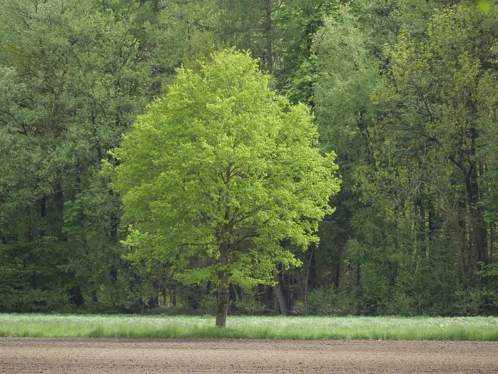 Framed Print : Single green tree stands in a meadow in front of a forest edge