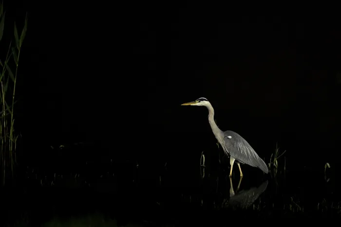 Framed Print : A single heron standing quietly in water in the dark night