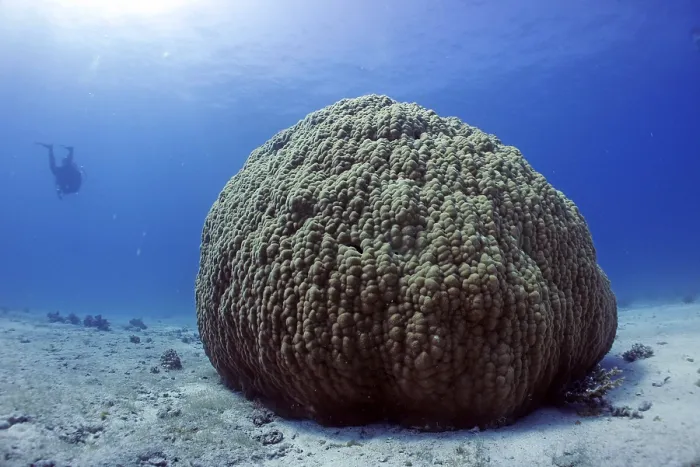 Framed Print : Single large stony coral (Porites lutea) Framed Print : Single large stony coral (Porites lutea)