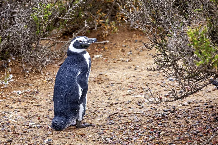 Framed Print : A single penguin stands next to bushes on sandy soil