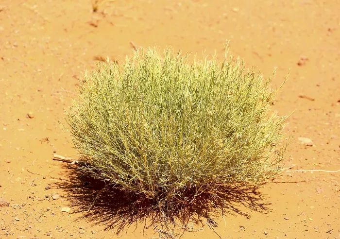 Framed Print : A single rabbitbrush shrub growing in Monument Valley Framed Print : A single rabbitbrush shrub growing in Monument Valley
