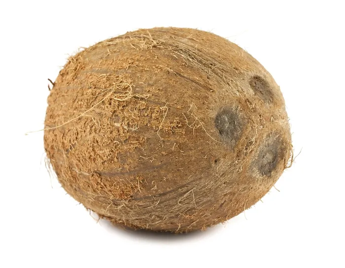 Framed Print : Single ripe brown coconut isolated on white background Framed Print : Single ripe brown coconut isolated on white background