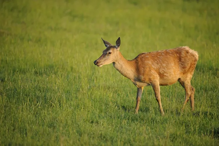 Framed Print : A single roe deer stands in the meadow and looks to the side Framed Print : A single roe deer stands in the meadow and looks to the side