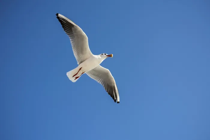Framed Print : Single seagull flying in a blue sky background