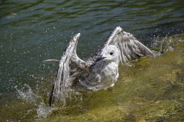 Framed Print : Single seagull in having a bath in the pond