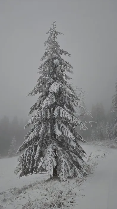 Framed Print : A single snow-covered Christmas tree in a foggy winter landscape