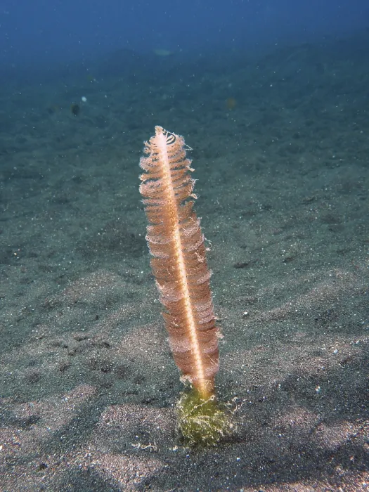 Framed Print : A single spring (Virgularia) stands on the sandy seabed in a calm underwater environment