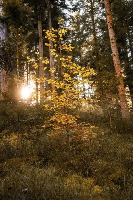 Framed Print : Single tree in autumn with yellow leaves in the forest