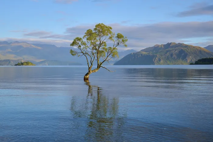 Framed Print : Single tree in calm lake with mountains Framed Print : Single tree in calm lake with mountains