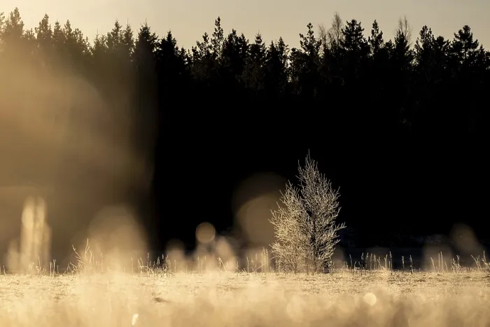 Framed Print : A single tree covered with ice crystals in a field at the edge of the forest in the golden light of the morning sun